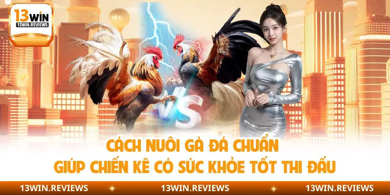 Cách Nuôi Gà Đá Chuẩn Giúp Chiến Kê Có Sức Khỏe Tốt Thi Đấu