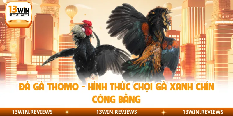 Đá Gà Thomo - Hình Thức Chọi Gà Xanh Chín Công Bằng