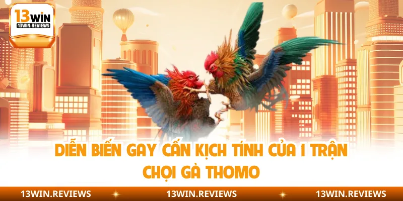 Diễn biến gay cấn kịch tính của 1 trận chọi gà Thomo