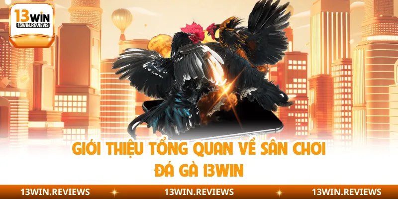 Giới thiệu tổng quan về sân chơi đá gà 13WIN