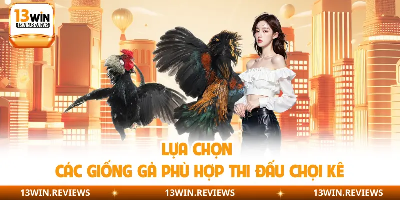 Lựa chọn các giống gà phù hợp thi đấu chọi kê