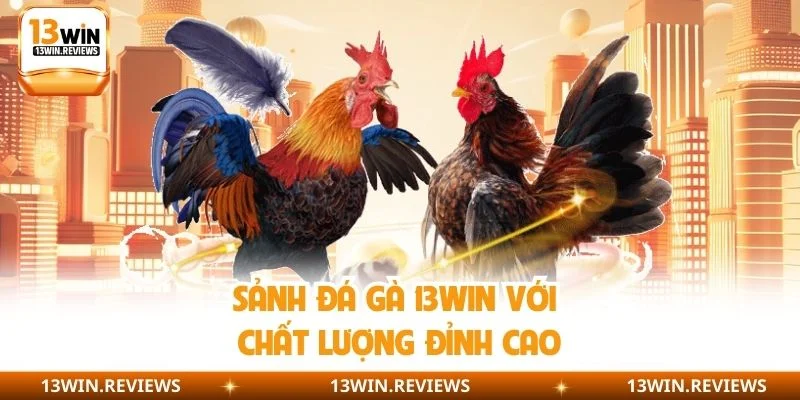 Sảnh đá gà 13WIN với chất lượng đỉnh cao